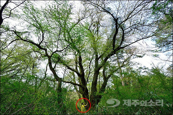  2016년 5월 제주시 봉개동 개오름 사면에서 265년생 제주 최고령 왕벚나무가 발견됐다. 최고령 나무는 높이 15.5m, 밑동 둘레 4m49cm다. 빨간 원이 사람이다.  ⓒ제주의소리 자료사진