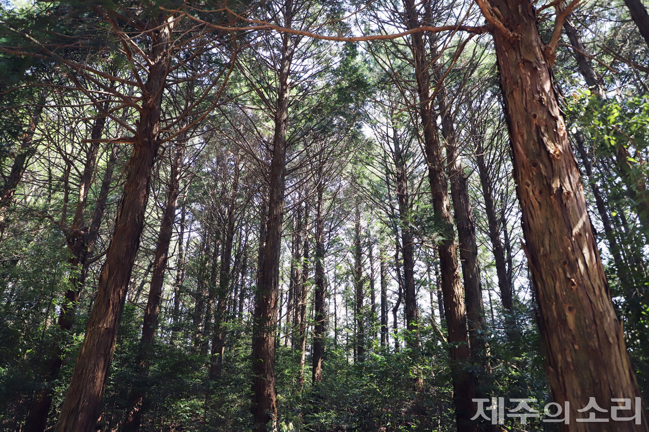 하효마을공동목장에 심긴 편백나무. 마을주민들은 어린 아이 크기 만한 편백나무 묘목을 일일히 심고 비료를 뿌려가며 울창한 숲을 만들어냈다. 후손들은 선배들의 뜻을 이어받아 생태탐방 휴양림 사업을 추진하려는 등 노력 중이다. ⓒ제주의소리