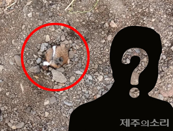 제주시 도근천에서 생매장 당한 강아지 학대 사건의 피의자 2명이 경찰에 자수했다. 그러나 알고 보니 용의자가 견주인 것으로 드러나면서 충격이 따른다. ⓒ제주의소리