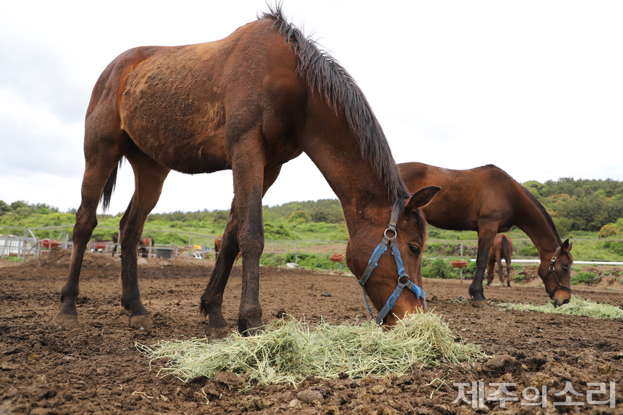 양용찬열사추모사업회, 시민정치연대 제주가치, 독립언론 [제주의소리], 제주대 공동자원과 지속가능사회 연구센터가 함께하는 ‘탐나는가치 맵핑(mapping)’ 마을공동목장 프로젝트팀은 지난달 30일 서귀포시 회수부흥목장을 탐방했다. ⓒ제주의소리