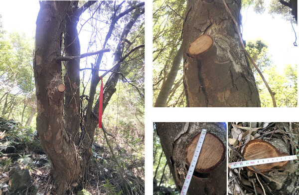환경영향평가 시 누락된 개가시나무. 10cm 정도의 가지 두 개가 톱날에 잘려나간 모습.