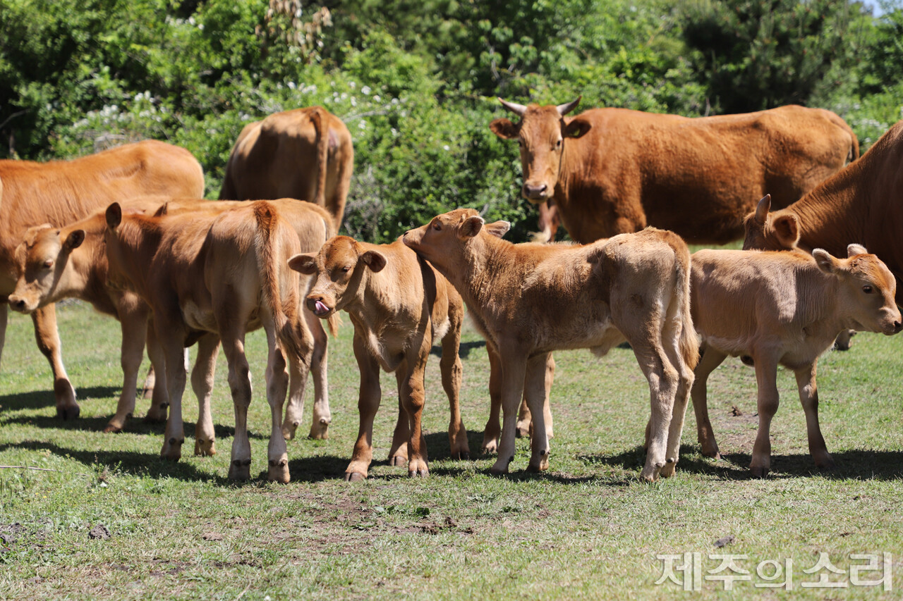 서광동리공동목장에 서 풀을 뜯어 먹고 휴식을 취하고 있는 소들. 송아지 무리가 한 데 모여 있다. ⓒ제주의소리