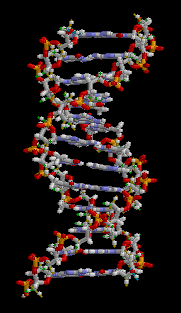 Packing 3-D DNA, 명주실이 바람에 날리는 모양으로 연상(聯想). 출처=위키백과