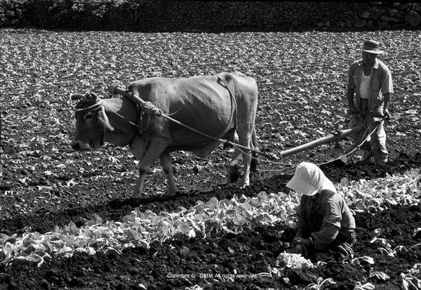 밭 일하는 소와 부부. 1991년도 제주에서 촬영한 사진. 출처=강만보, 제주학아카이브.