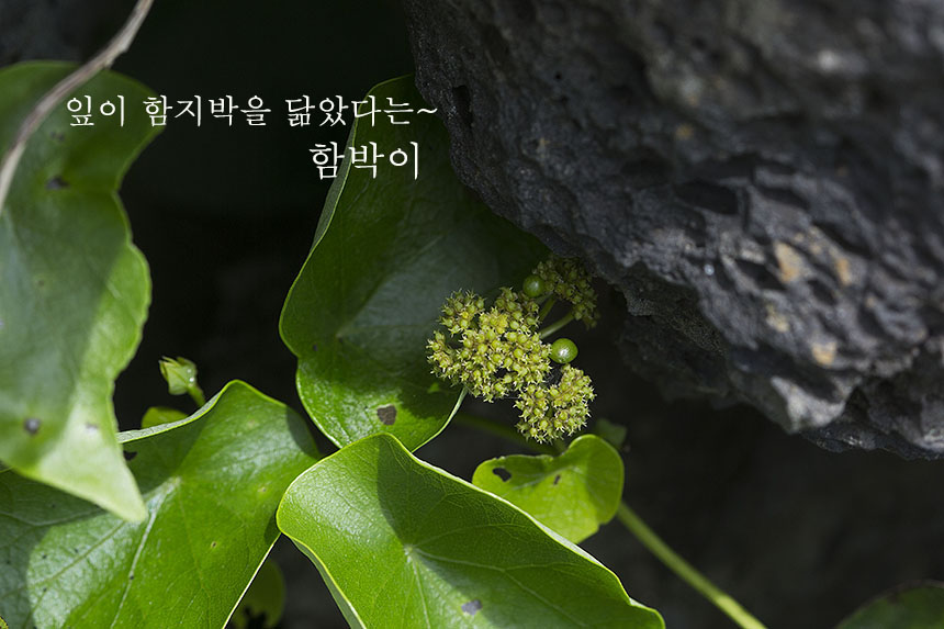 함박이 / Stephania japonica (Thunb.) Miers ⓒ문성필 시민기자