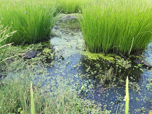  ‘대못’ 또는 ‘대물’이라 불리는 제주시 조천읍 와흘리 습지. 사진=제주환경운동연합.<br>