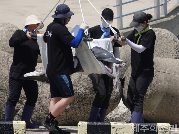 지난 8월4일 오전 제주 서귀포시 대정읍 앞바다에 설치된 가두리 훈련장으로 옮겨지고 있는 남방큰돌고래 비봉이