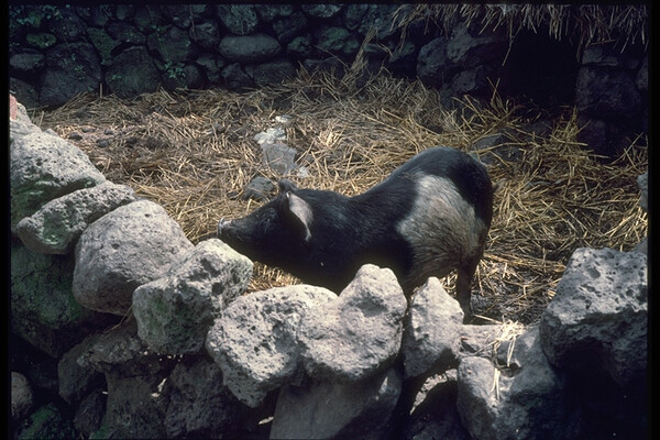 1971년 제주에서 촬영한 돗통시와 돼지. 사진=이토 아비토, 제주학아카이브.