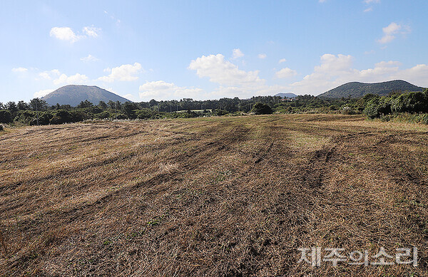 평대공동목장 모습. 왼쪽에 다랑쉬오름과 오른쪽에 돗오름(돝오름)이 보인다. ⓒ제주의소리