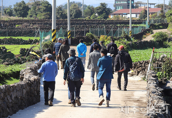 평대공동목장은 천년의 숲이라 불리는 비자림과 가깝다. 평대공동목장과 비자숲길과 이어진 돌담길.&nbsp;ⓒ제주의소리&nbsp;