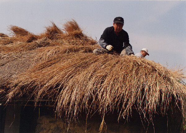 초가지붕에 ‘새’ 덮다.<br>2007년 2월 24일 제주민속촌에서 촬영한 사진. / 사진=고광민