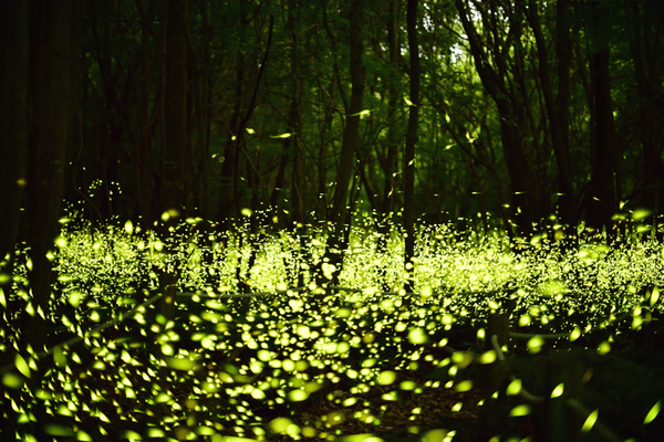 제주시 한경면 청수곶자왈에서 진행되는 '곶자왈 반딧불이 축제'에서 만나볼 수 있는 반딧불이 모습. 사진=청수리.
