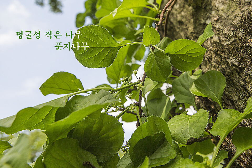푼지나무의 암꽃차례 / 사진=문성필