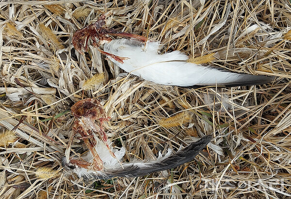 제주 마라도에서 발견된 뿔쇠오리 사체. 제주야생동물연구센터 제공 ⓒ제주의소리