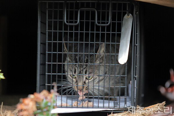 지난 3월1일 제주 서귀포시 마라도의 한 고양이가 포획 틀에 들어가 먹이를 먹고 있는 모습.