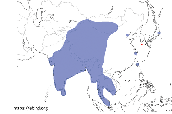 갈색머리갈매기의 분포권 및 기존 발견지점(파란색)과 국내 발견지점(붉은색).&nbsp;<br>