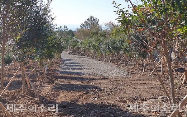 김영근 전 조합장이 무단으로 훼손한 제주 산림 모습. ⓒ제주의소리 자료사진