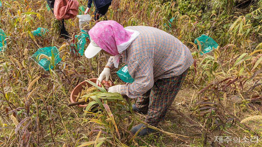 동광리 주민들과 예술로 제주탐닉 프로그램 참가자들은 동광리 무등이왓에서 직접 조를 기르고 수확했다. ⓒ제주의소리
