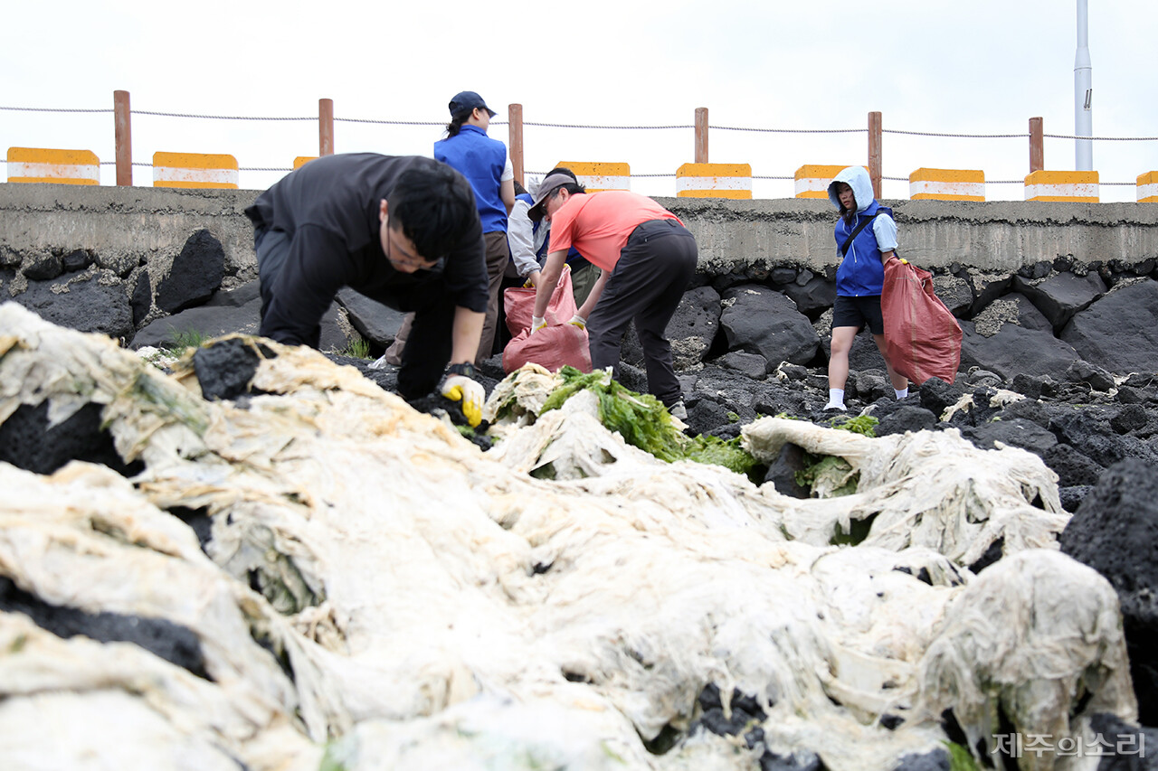 27일 제주 구좌읍 김녕항 일대에서 진행된 올해 첫 바다가꿈 프로젝트. 참가자들은 해안을 덮은 구멍갈파래를 수거하는데 힘을 모았다. ⓒ제주의소리