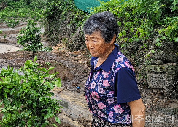 김정춘 할머니가 밭을 다 갈아엎어야 한다며 한숨을 내쉬고 있다. ⓒ제주의소리