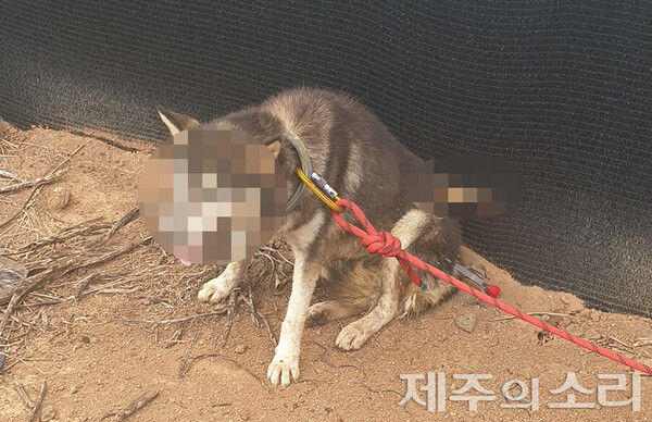 A씨가 쏜 화살이 몸에 박힌 채 발견된 개. ⓒ제주의소리 자료사진
