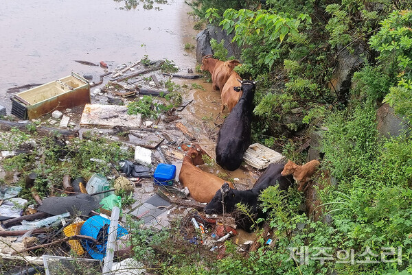 불어난 물로 인해 저류지에 갇힌 소들. 성체가 송아지 1마리 주변을 둘러싸고 있다. / 제주 소방당국 제공