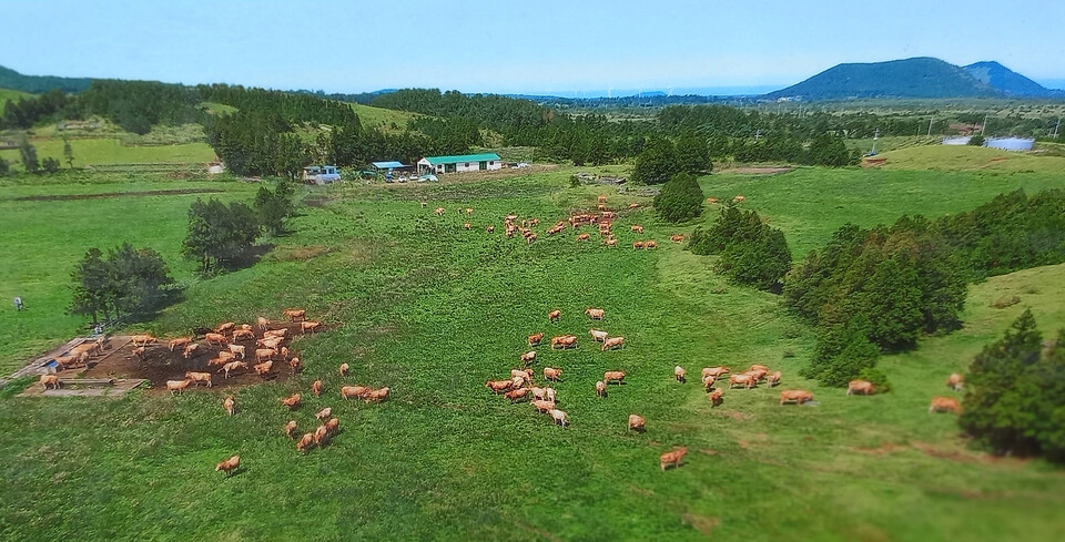소들을 방목하던 하도공동목장의 마지막 풍경. 사진=하도축산계 제공. ⓒ제주의소리 자료사진
