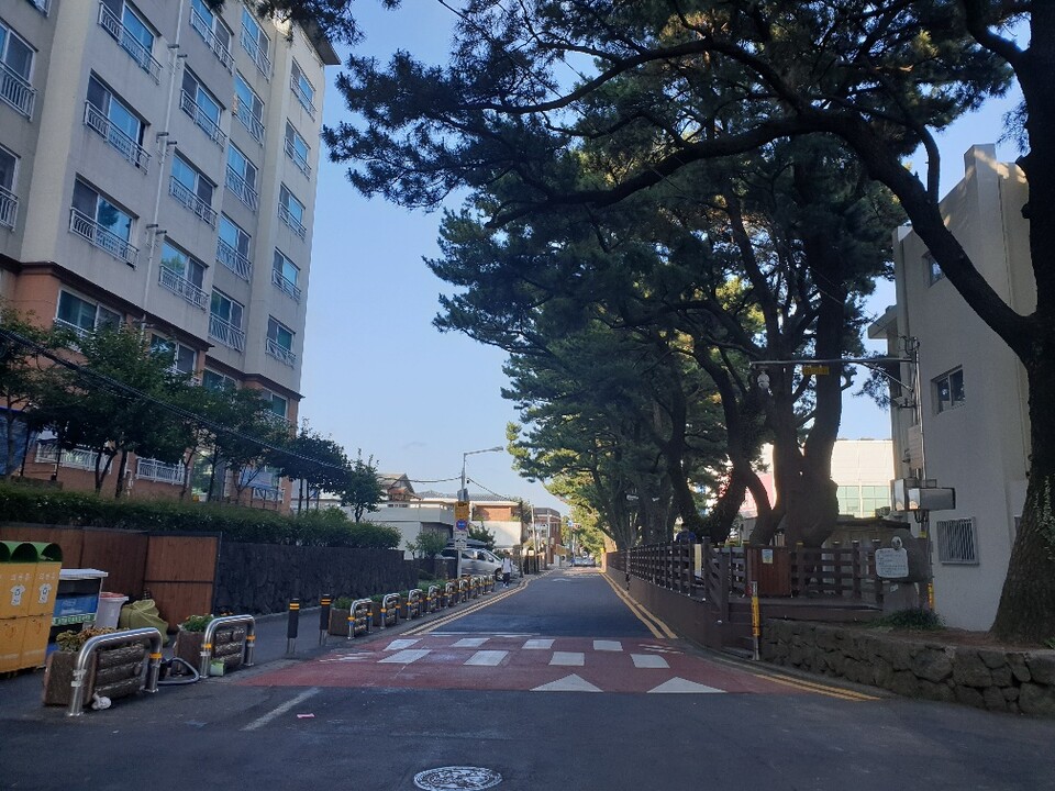 서귀북초 아름드리 소나무. ⓒ제주의소리 자료사진