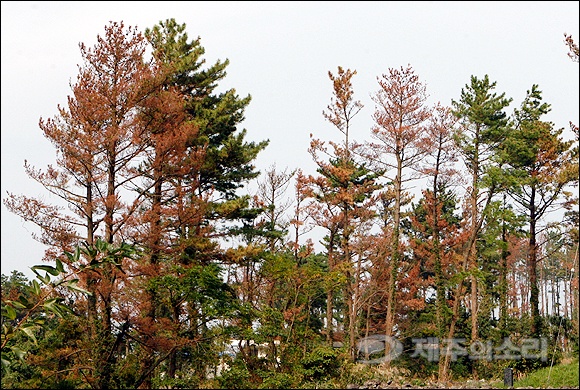 재선충병 감염으로 붉게 변한 제주의 소나무. ⓒ제주의소리 자료사진