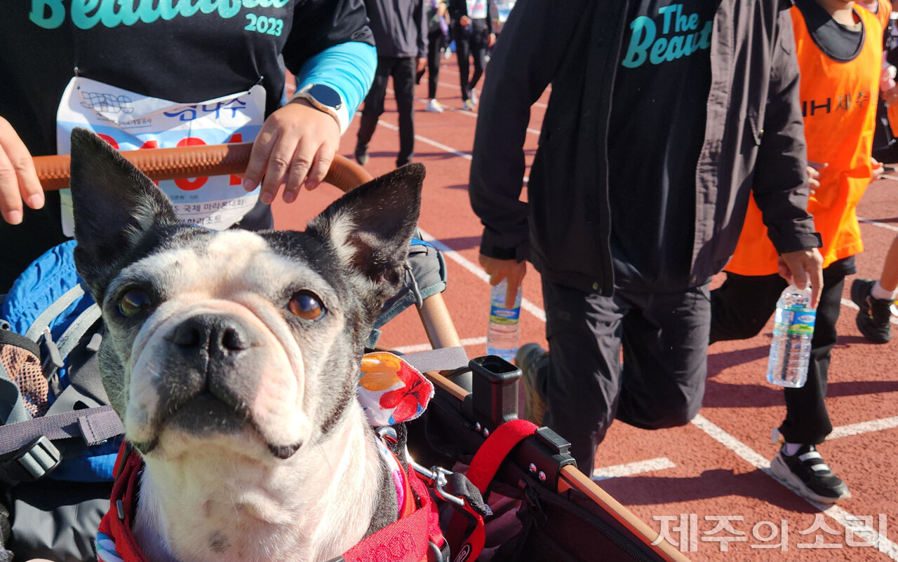 반려동물과 함께 김녕 해안도로를 달린 제15회 아름다운제주국제마라톤 참가자. ⓒ제주의소리