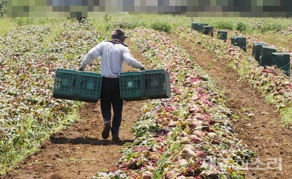 제주의 어느 읍면지역 밭에서 농작물 수확 작업에 한창인  외국인 노동자 모습 ⓒ제주의소리 자료사진