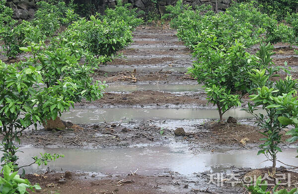 지난 6월 21일 제주시 한림읍 금악리의 한 농지 도랑이 축산폐수로 가득 차 있는 모습. ⓒ제주의소리 자료사진