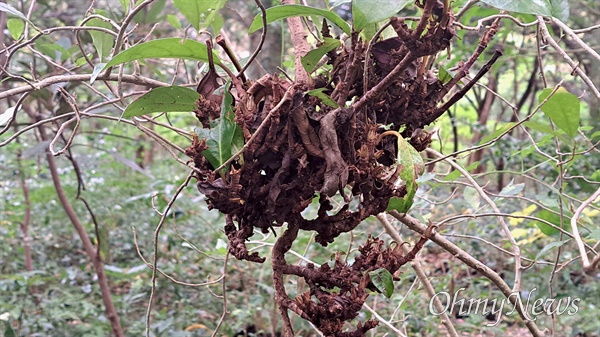 빗자루병이 발생한 비자림 아왜나무 모습.<br>