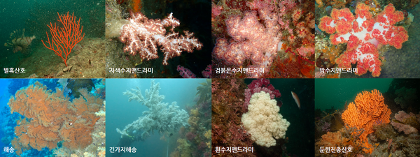 2023&nbsp;산호탐사대가 확인한 법정보호종&nbsp;산호&nbsp;8종. 사진 제공=해양시민과학센터 파란