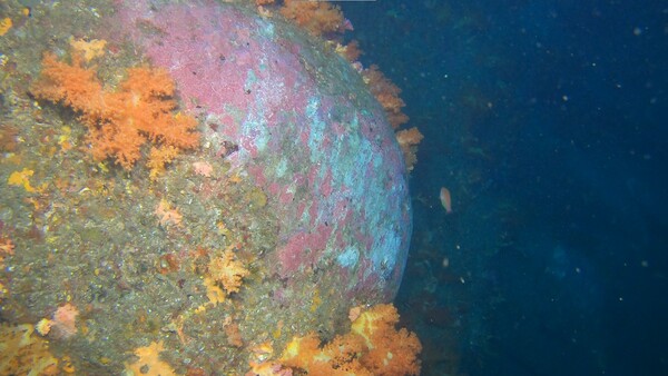 관광잠수함에 의해 훼손된 문섬 수중 암반. 사진 제공=녹색연합.