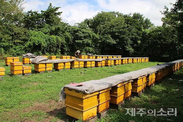 제주시 애월곶자왈 양봉장 전경. 어림잡아 500만 마리 이상 꿀벌이 열심히 그들의 삶을 일구고 있다. ⓒ제주의소리