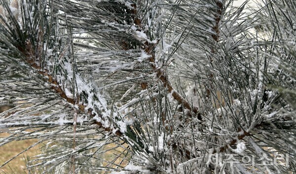 상여오름 정상 부근에 있는 소나무가 흰 알갱이로 뒤덮인 모습. ⓒ제주의소리