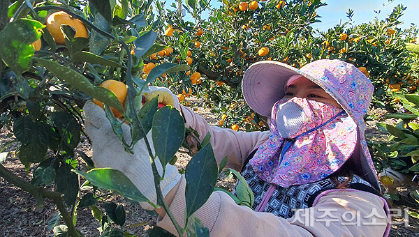 서귀포시 신효동의 한 감귤밭에서 베트남 출신 공공형 외국인 계절근로자가 감귤 수확을 하고 있다. ⓒ제주의소리 자료사진
