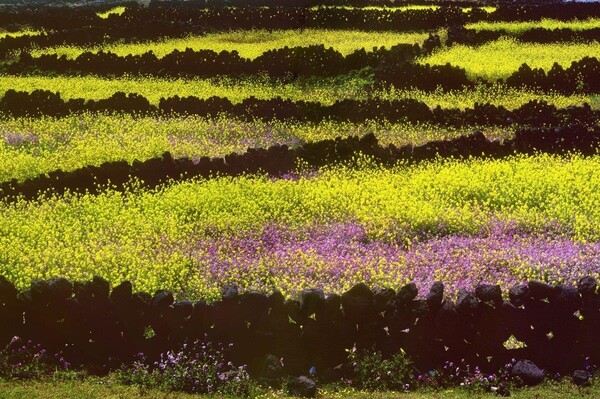 아름다운 제주 밭담, 이젠 세계중요농업유산으로 이름을 날리고 있다. (제주도 제공)<br>