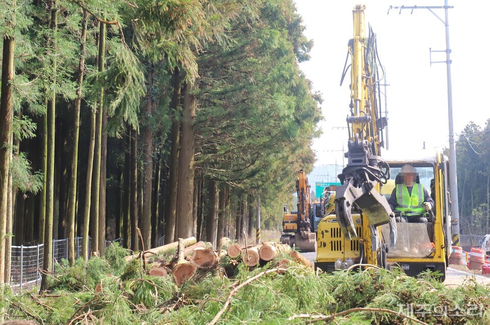 &nbsp;제주도는 12일부터 14일까지 3일간 비자림로 확장 공사를 위한 삼나무 추가 벌목에 나선다. ⓒ제주의소리