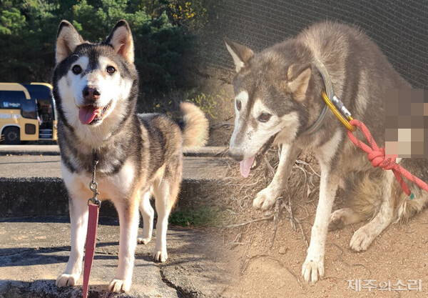 몸에 화살이 박힌 채 발견된 개 천지. 오른쪽은 발견 당시 모습이고, 왼쪽은 건강을 되찾은 모습이다. ⓒ제주의소리 자료사진