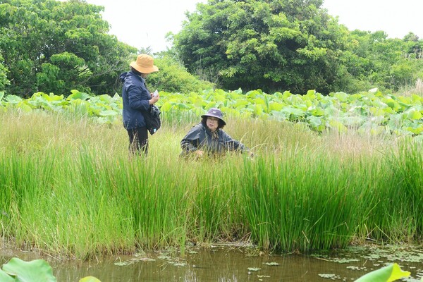 ▲ 찍구물 습지조사 성산읍 내륙습지 조사팀이 성산읍 난산리에서 가장 큰 습지인 찍구물을 조사하고 있다. 공항 건설을 강행할 경우 훼손이 예상되는 습지로 꼽힌다. ⓒ 성산읍 내륙습지 조사팀