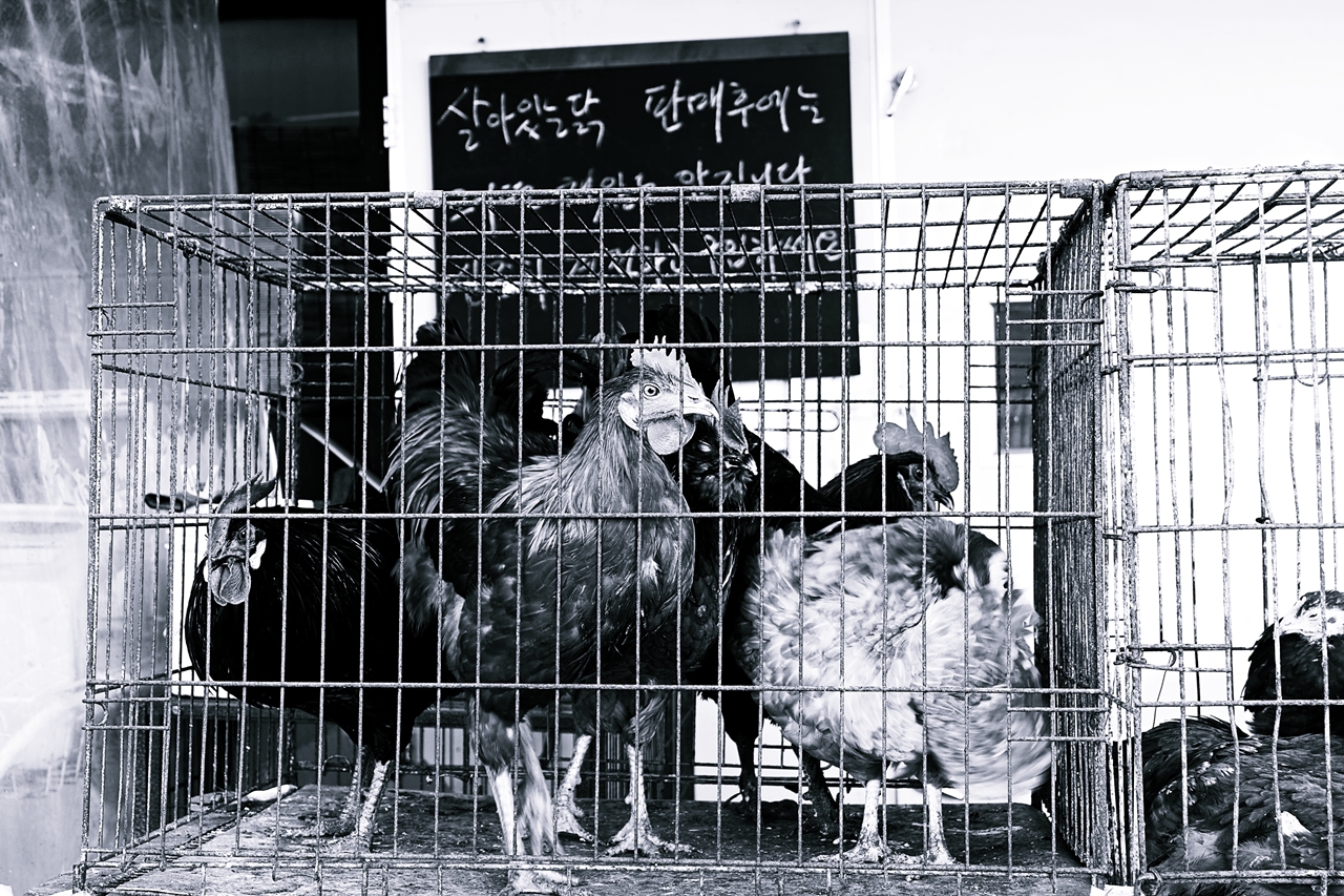 장희수 사진가 초대전 ‘장날’ 출품작. ⓒ제주의소리