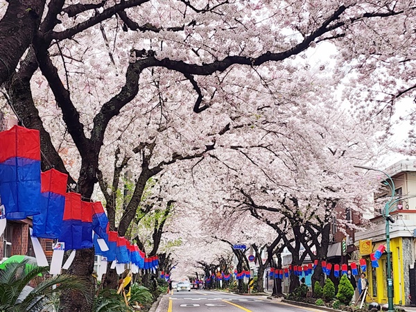 제주시 전농로에 만개한 왕벚꽃. 사진= 삼도1동주민자치센터. ⓒ제주의소리 자료사진