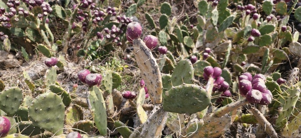 제주올레 14코스 / 사진=서명숙