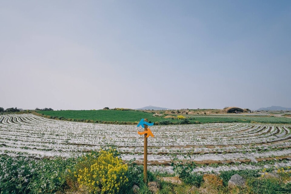 제주올레 10코스 : 알뜨르 비행장 / 사진=서명숙