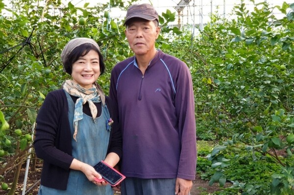 부부가 운영하는 유기농 레몬 농장 / 사진=제주올레 블로그
