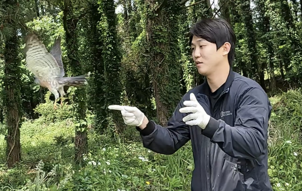 제주대학교 제주야생동물구조센터는 지난 9일 멸종위기 야생동물 2급이자 천연기념물 323-2호로 지정된 보호종인 붉은배새매를 치료 후&nbsp;자연으로 돌려보냈다.<br>