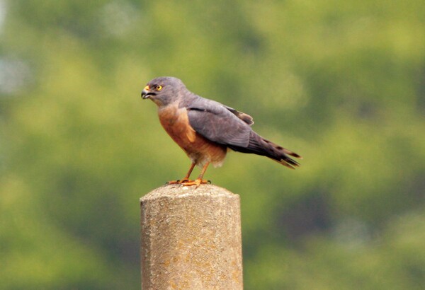 붉은배새매. 사진 출처=국립생물자원관