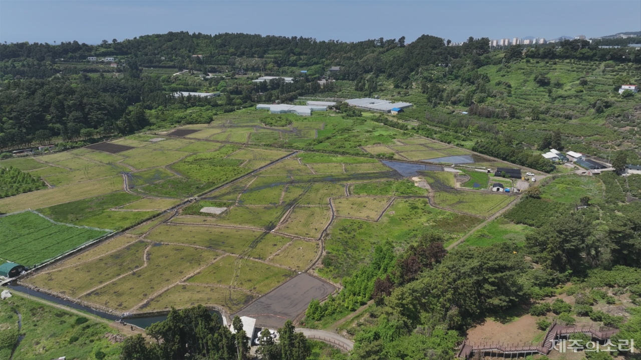 서귀포시 하논분화구 논농사지구. ⓒ제주의소리 자료사진